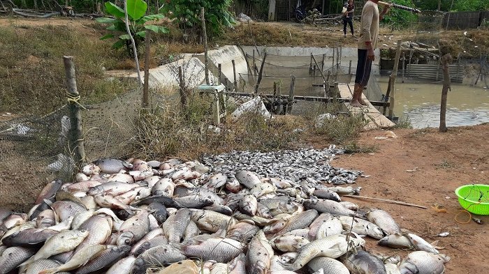 Bangkai Ikan di Tapin Terus Bermunculan