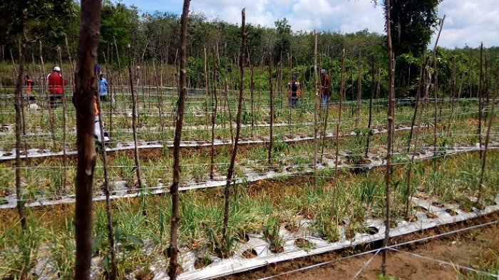 2019 Petani Penangkar Bakal Dapat Bantuan Dua Buah Gudang Bawang