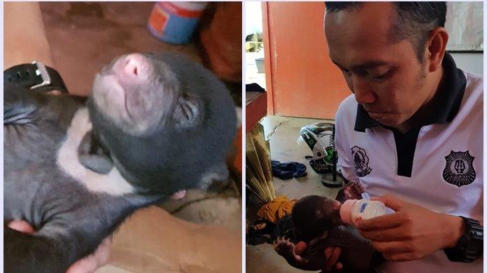 Ditinggal Induknya, Bayi Beruang Madu Ini Dievakuasi Warga Dalam Kondisi Lemas di Dalam Hutan