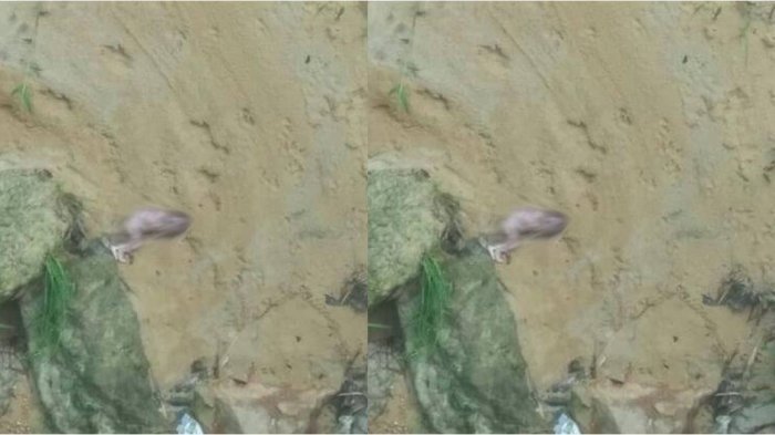 Heboh Penemuan Bayi di Bawah Jembatan di Tarakan, Mengejutkan Pelakunya Ternyata!