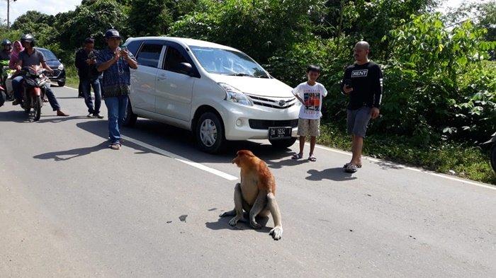 Begini, Hasil Pencarian Terhadap Bekantan yang Hampir Ditabrak di Sungai Riam Pelaihari Kalsel