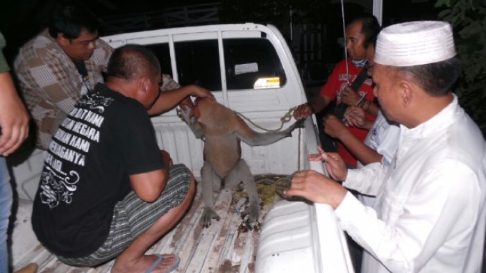 Bekantan yang Stres dan Terluka di Tembok Bahalang Dibedah Dokter Hewan