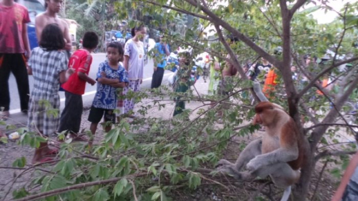 BREAKING NEWS: Warga Tembok Bahalang Temukan Bekantan Terluka Tembak
