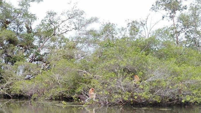 Bekantan Terlihat di Serdangan Kusan Tengah Tanbu, Kades Sebut Populasinya Tersisa 20 Ekor