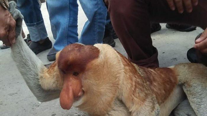 Bekantan Tabrak Truk Lewat di Handil Bakti, Kondisinya Mengenaskan