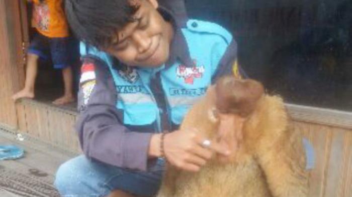 Kasihan Bekantan Ini, Tewas Mengenaskan Ditabrak Motor di Gambut