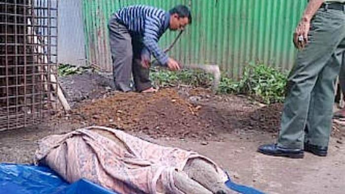 Beginilah Nasib Bekantan, Maskot Banjarmasin yang Kini Kehilangan Habitatnya