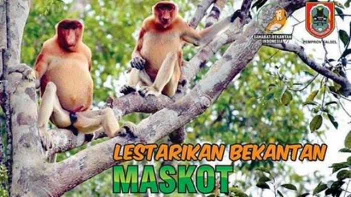 Wisata ke Konservasi Kera 'Hidung Panjang' Kian Diminati Turis Asing