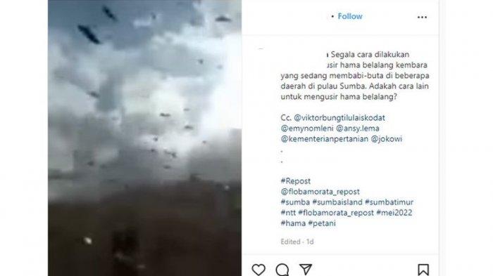 Heboh Ribuan Belalang Terbang di Areal Persawahan, Ahli Ekologi Serangga Beri Penjelasan Ini