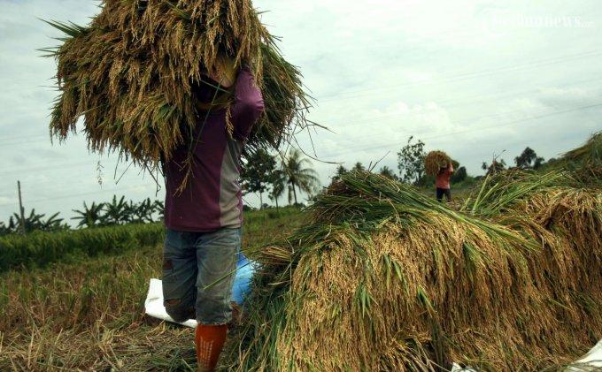 Lahan Menyusut, Produksi Beras Surplus 10 Juta Ton