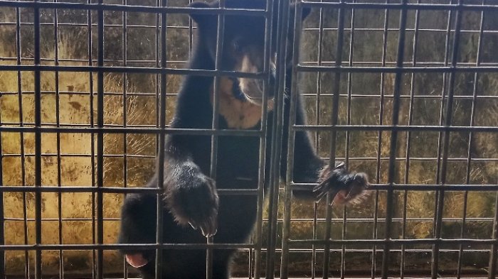 Beruang Betina Ini Masih Saja Buas, Padahal Kakinya Diamputasi,