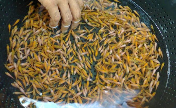 Dua Kelompok Tani Hutan Dapat Bantuan Pusat, Kembangkan Budidaya Ikan Nila dan Lebah