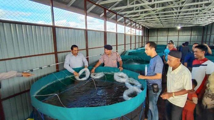 Tertarik dengan Potensi, Desa Pararain HSU Kembangkan Budidaya Papuyu dengan Bioflok
