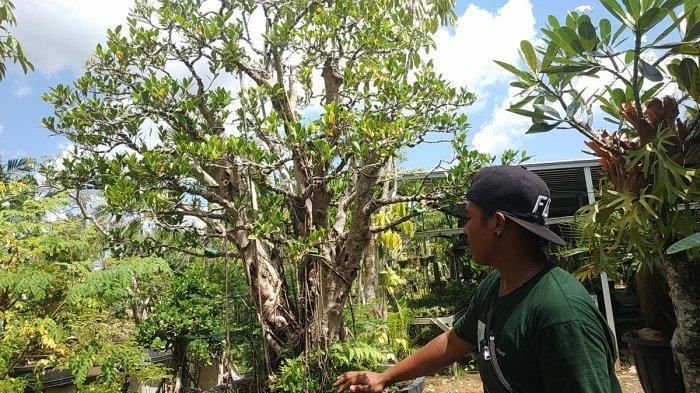 Bentuknya Boleh Kerdil, Bonsai Kimeng Dihargai Rp 60 Juta