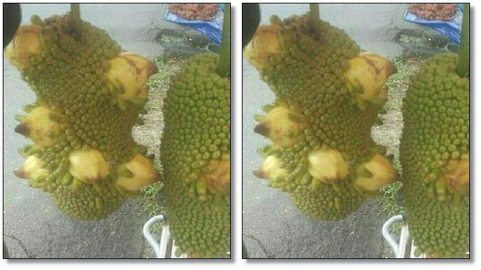 Tak Ada Firasat Apapun Sebelum Dapat Buah Aneh Cempedak Tumbuh Pisang