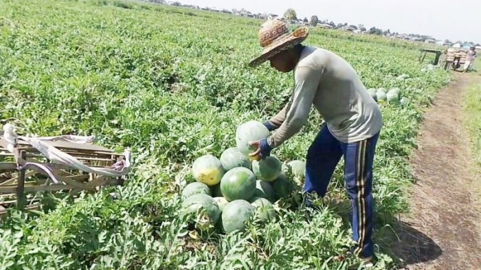 Soal & Jawaban Belajar dari Rumah TVRI SD Kelas 4-6 Senin (13/7) Materi Langkah-langkah Berkebun