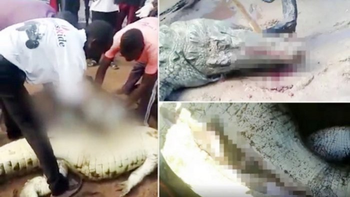 Ngeri! Ada Jasad Bocah Laki-laki di Dalam Perut Buaya saat Dibelah, Begini Kondisinya