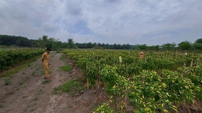 Tumbuh Subur, Cabai Rawit dan Daun Bawang di Desa Sidomakmur Gunakan Pupuk Organik