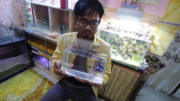 VIDEO : Rahasia Ikan Cupang Bisa Manjakan Mata, Banyak Jenis dan Segini Harganya
