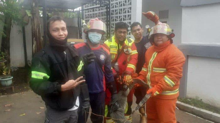 Damkar Tabalong Kalsel Pernah Evakuasi Ular Kobra, Lebah hingga Kucing Peliharaan yang Terjebak