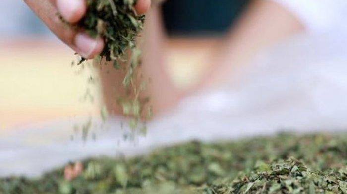 Kontroversi Tanaman Obat Asal Kalimantan, Kratom Bakal Dilarang BNN di AS Masuk Golongan 1 Narkoba