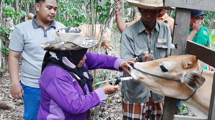 Penyakit Jembrana Masih Hantui Peternak Sapi di Banjar, Disbunak Lakukan Ini