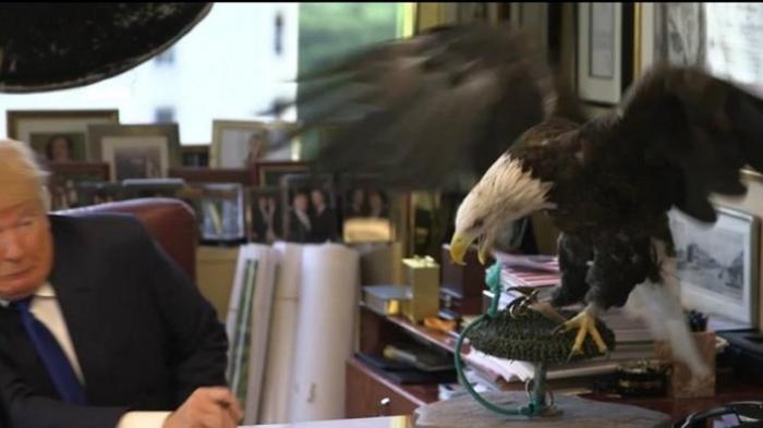 Capres AS yang Kontroversial Itu Pontang-panting Diserang Elang Botak