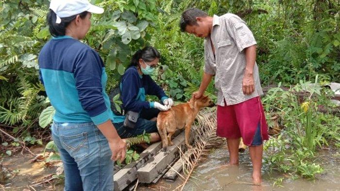 Cegah Penularan Rabies, Masyarakat Diharap Mau Anjing Kucing Peliharaan Diberi Vaksin Rabies