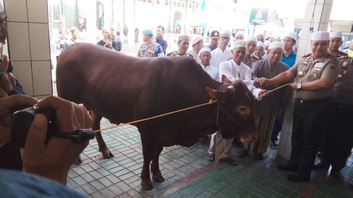 Wow, Harga Sapi yang Diserahkan Kapolda Kalsel untuk Haul Guru Sekumpul Rp85Juta