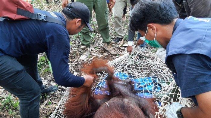 Pemicu Orangutan Sampai Masuk Kebun Warga Desa Seragam Jaya Seranau Kotim Kalteng, Cium Bau Buah
