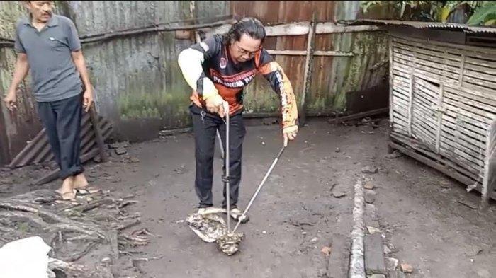 Mangsa Ternak Warga di Palangkaraya, Ular Piton Sepanjang 2,5 Meter Dievakuasi Tim ERP dari Kandang