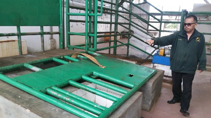 Miris, Setiap Hari Sapi Dipotong di RPH Martapura Hanya Tujuh Ekor