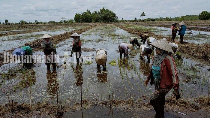 Kelompok Masyarakat Eks PLG Kalteng Senang Diberdayakan dalam Program Food Estate