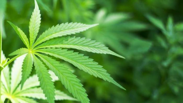 Tanam Ganja di Kebun Kopi Sadarta Dibekuk Polisi