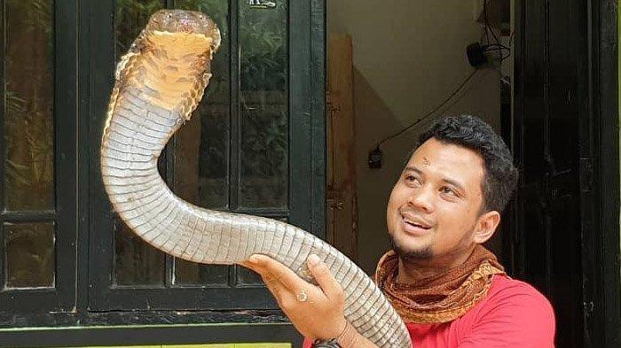 King Kobra Garaga Sulit Ditemukan, Doa Panji Petualang Berharap Ular Itu Selamat
