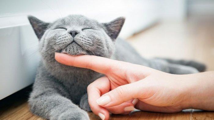 Hari Hak Asasi Hewan Kamis 15 Oktober 2020, Bukan Cuma Manusia, Hak Asasi Binatang Pun Ada