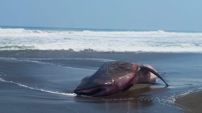 Penampakan Hiu Tutul Raksasa Terdampar di Pantai Ketawang Purworejo, Tak Bisa Diselamatkan