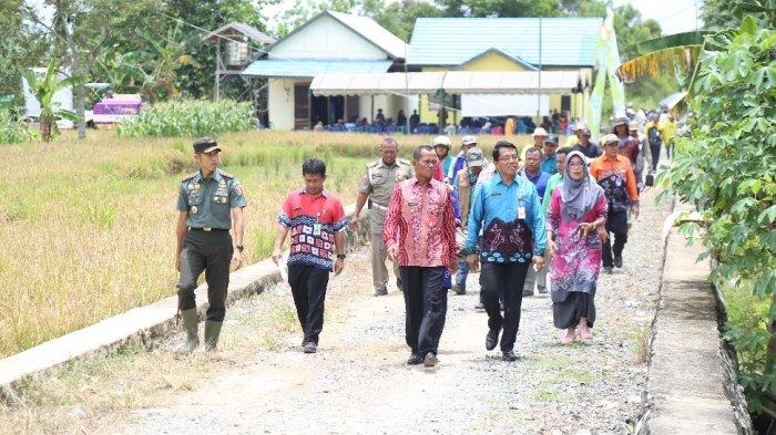 Panen Lahan Serasi Lok Serapang Tanahlaut Hasilkan 1,620 Ton Padi, Bupati Ikut Memanen