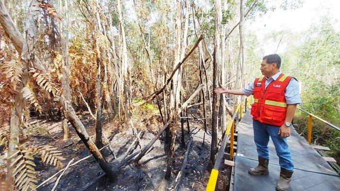 Kebakaran Hanguskan Dua Hektare Hutan Galam JBG di Kabupaten Tanah Laut Kalsel