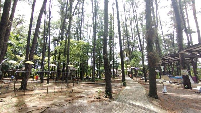 Oase Hijau Di Tengah Hiruk-Pikuk Kota, Hutan Pinus Banjarbaru