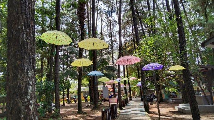 Wisata Hutan Pinus Mentaos Banjarbaru, Ada Sewa Hammock dan Alas Tikar untuk Pengunjung