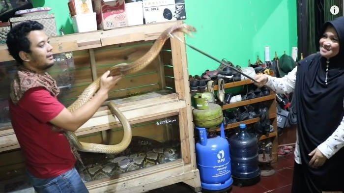 Emak-emak Ini Langsung Viral, Taklukan King Kobra Garaga Panji Petualang, Ternyata Reftiler Senior