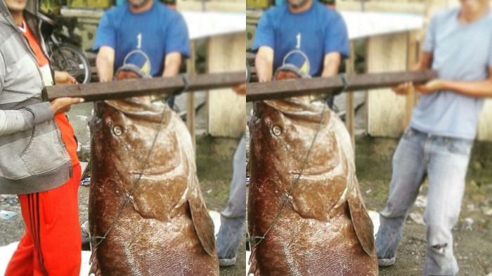 Wow! Nelayan di Aceh Tangkap Ikan Kerapu Seukuran Manusia