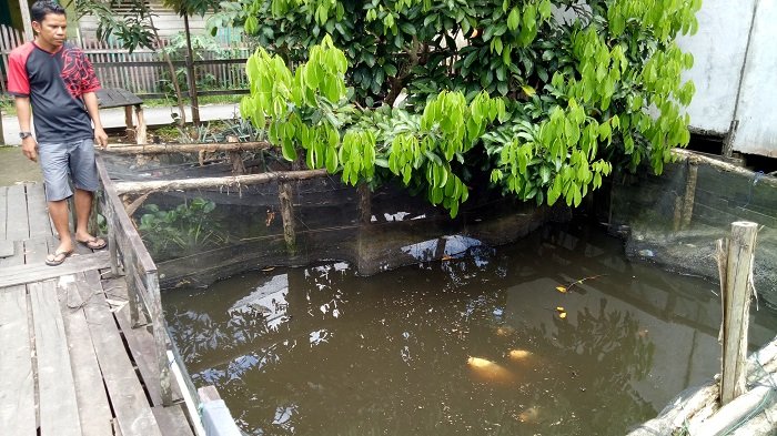 Lima Tahun Pelihara Ikan Untuk Kepuasan Pribadi