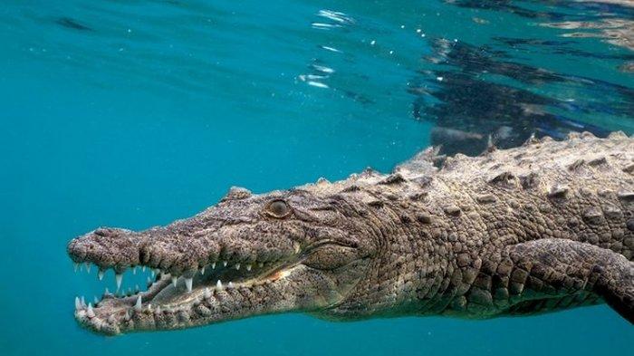 Tangan Kanan Arjo Putus Diterkam Buaya saat Angkat Jaring Ikan, Dua Anaknya Teriak Menyaksikan