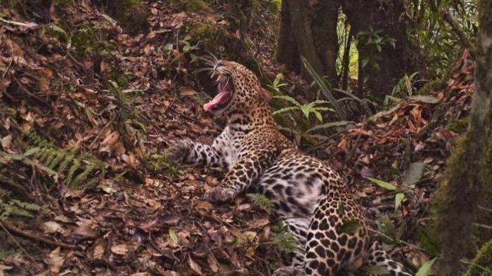Seorang Ibu Nekat Menantang Macan Tutul yang Lagi Memangsa Balitanya, Acara Barbekyu Jadi Kacau