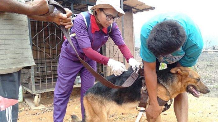 Digigit Anjing di Wajah, Bocah 5 Tahun di Kalbar Meninggal Dunia Diduga Terinfeksi Rabies