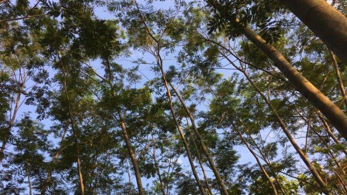 Inilah Pohon yang Dituding sebagai 'Biang Kerok' Padamnya Listrik Sebagian Jawa