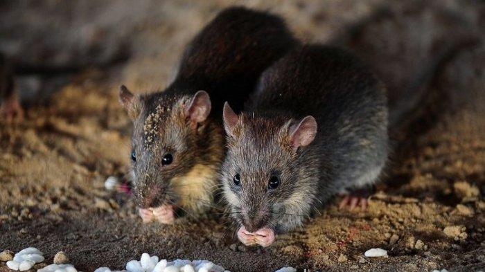 Kemunculan Tikus di Etalase Toko di Jakarta, Santap Kue Kering Terekam Pengunjung