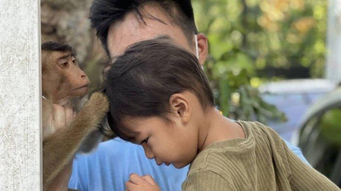 Cari Kutu di Kepala Kiano Baim Wong, Monyet Ini Malah Bikin Anak Paula Jadi Begini